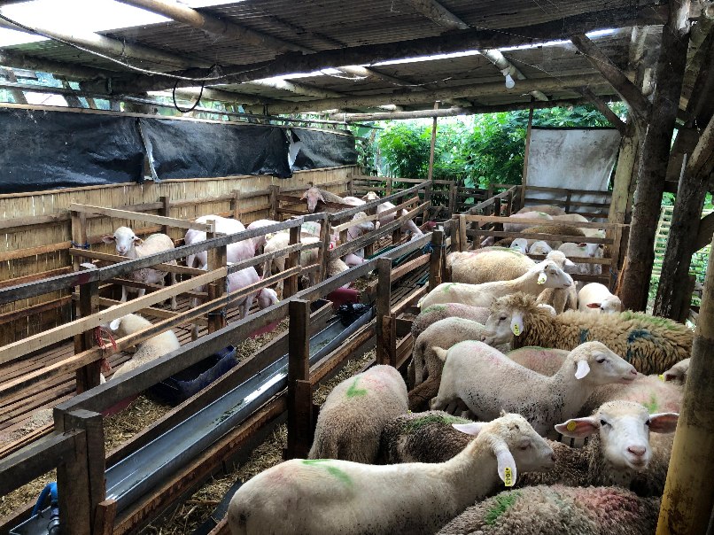 Sari Jaya Farm Sediakan Domba untuk Kurban yang Berkualitas, Berat Mulai 25 - 100 Kilogram 1 Domba yang disediakan untuk stok kurban di Sari Jaya Farm. (amellinda/tagarjatim.id)