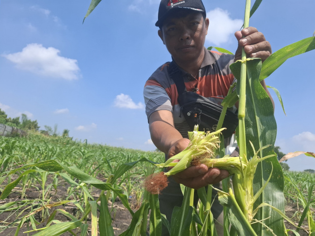 Petani Jagung di Jombang Gagal Panen, 5 Hektar Tanamannya Habis Diserang Hama Tikus 6 IMG 20250605 105855