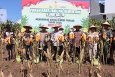 Sukseskan Swasembada Pangan, Kapolres Batu Pimpin Panen Raya Jagung Kuartal II 8 Panen raya jagung kuartal II di kawasan Bengkayang, Kelurahan Oro-Oro Ombo, Kota Batu. (Istimewa)
