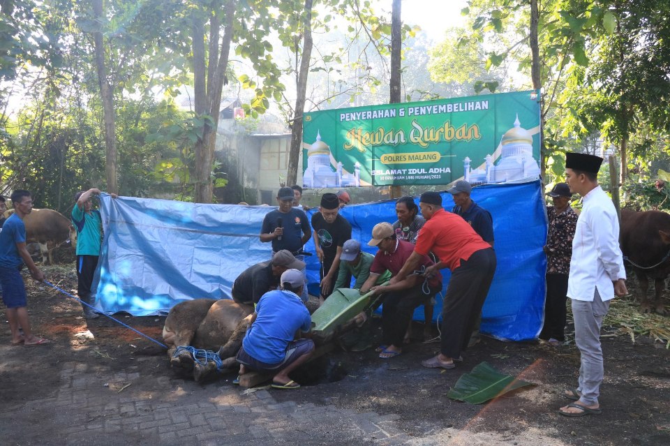 Pelaksanaan pemotongan hewan quban di halama belakang Polres Malang (6/6/2025) (Dok. Humas Polres Malang)