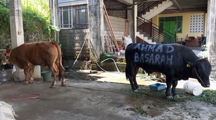 Bobot Hampir 1 Ton, Ahmad Basarah Serahkan 4 Ekor Sapi Kurban di Malang Raya 6 Sapi kurban Ahmad Basarah untuk pada Iduladha 1446 Hijriah yang di salurkan ke sejumlah lembaga di Malang Raya