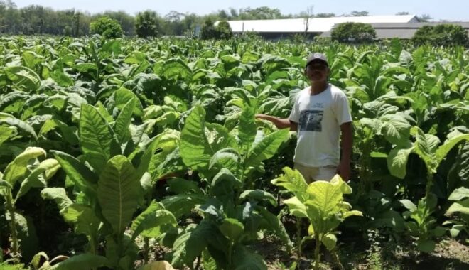 Pemkab Blitar Salurkan BLT DBHCHT Untuk Ribuan Buruh Rokok, Tembakau dan Cengkeh Senilai 8,8 M 2 Petani tembakau Kabupaten Blitar (Istimewa)