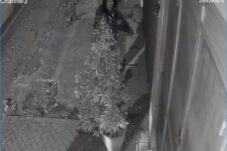 CCTV Ungkap Aksi Curi Lampu di Jalan Agus Salim, Warga Resah