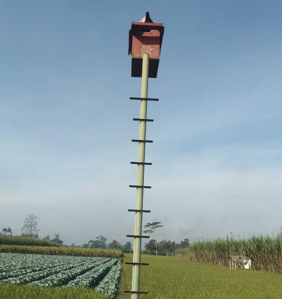 Pagupon rumah burung hantu di area persawahan. (Foto: Istimewa)