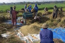 Para petani tengah panen raya. (Foto : Ist)