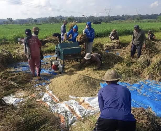 Para petani tengah panen raya. (Foto : Ist)