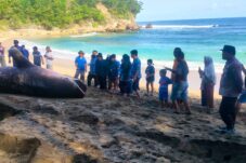 Hiu Tutul yang terdampar dan mati di pantai pangi Blitar akhirnya dikubur oleh petugas gabungan agar tidak dikonsumsi warga (dok. Polairud untuk tagarjatim.id)