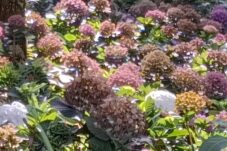 Tanaman hias Hortensia tampak layu menguning dan mengalami kerusakan akibat cuaca ekstrem yang terjadi beberapa hari terakhir di Kota Batu (Moch. Firman/ tagarjatim.id)