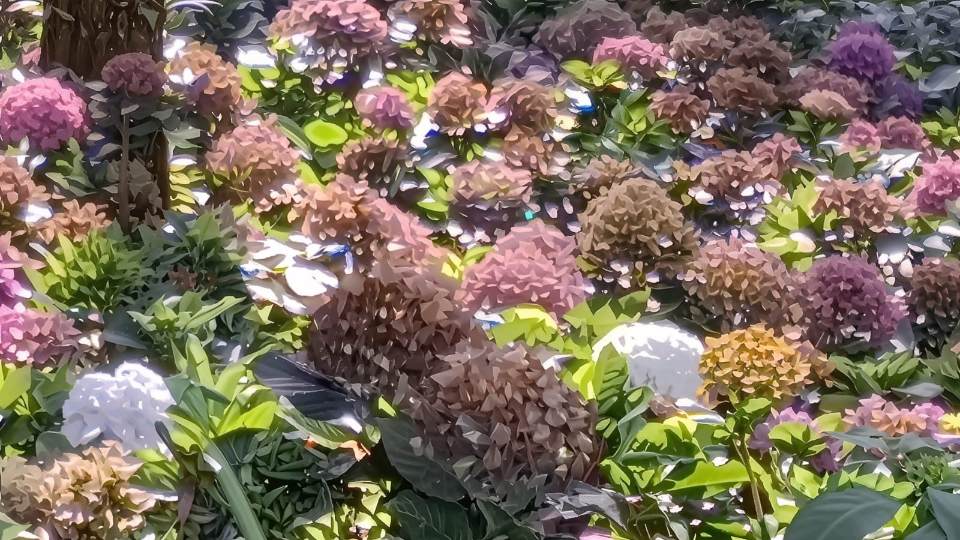 Tanaman hias Hortensia tampak layu menguning dan mengalami kerusakan akibat cuaca ekstrem yang terjadi beberapa hari terakhir di Kota Batu (Moch. Firman/ tagarjatim.id)