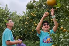 Salah satu tempat wisata petik buah di Kota Batu nampak ramai dikunjungi wisatawan meski libur sekolah hampir usai (Moch. Firman/ tagarjatim.id)