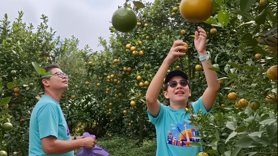 Salah satu tempat wisata petik buah di Kota Batu nampak ramai dikunjungi wisatawan meski libur sekolah hampir usai (Moch. Firman/ tagarjatim.id)