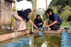 Mahasiswa Memanfaatkan Kolam Lele Menjadi Lahan Pertanian Aquaponik