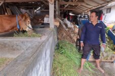 Aksi Santai Pencuri, Nuntun Sapi Dari Kandang Dipermukiman Padat Terekam CCTV