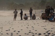 Cegah Kepunahan, 2.000 Tukik Dilepas di Pantai Modangan Malang