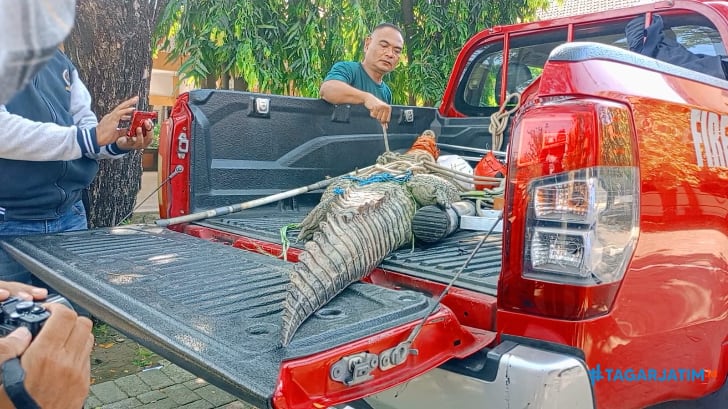 Buaya Muara Bikin Geger Tambak Kalisogo, Evakuasi Dramatis Tim Gabungan Dihiasi Aksi Mengamuk