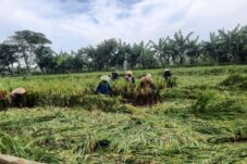 Pemandangan para petani Desa Mungli mengikat padi yang masih tersisa di tengah banyaknya padi yang roboh akibat cuaca ekstrem.