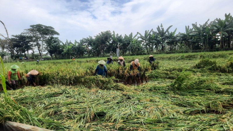 Pemandangan para petani Desa Mungli mengikat padi yang masih tersisa di tengah banyaknya padi yang roboh akibat cuaca ekstrem.