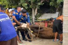 Sapi Seberat 500 Kilogram Terjebak di Selokan, Proses Evakuasi Berlangsung Dramatis