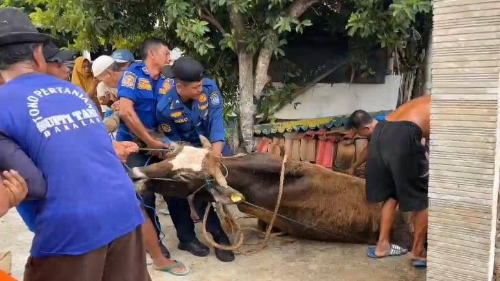 Sapi Seberat 500 Kilogram Terjebak di Selokan, Proses Evakuasi Berlangsung Dramatis