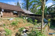 Melihat Lebih Dekat Pekarangan Yang Dijadikan Ladang Ganja di Blitar