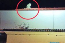 Geger Monyet Liar Satroni Kantor Polisi di Gresik, Petugas Damkar Dikerahkan