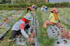Panen raya bawang merah di Kecamatan Ngantang, Kabupaten Malang.
