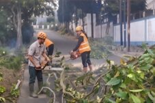 Personel TRC-PB BPBD Kota Batu saat melakukan pemotongan pohon rawan tumbang di Jalan Imam Bonjol Atas, Selasa (23/9/2025). Langkah ini dilakukan demi menjaga keselamatan pengguna jalan dan masyarakat sekitar.