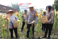 Kapolres Malang AKBP Danang Setiyo PS bersama anggota sedang panen jagung di lahan produktif, Mapolsek Tumpang, Kamis (4/9/2025). (Istimewa)