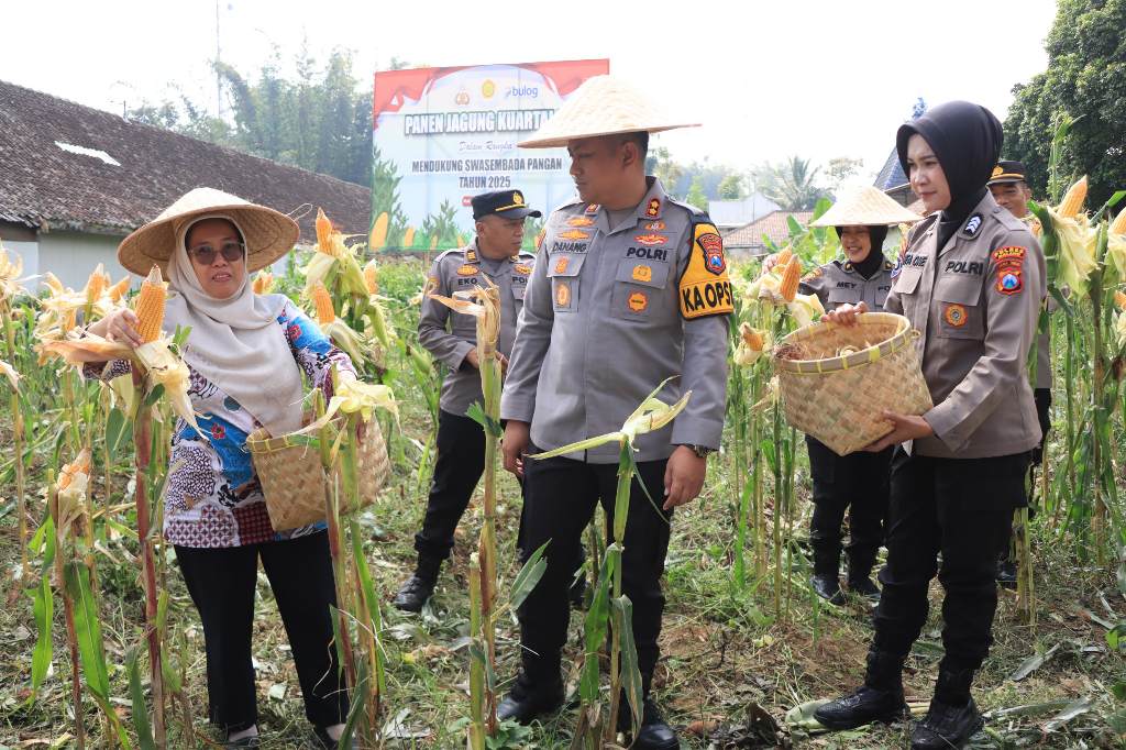 Polres Malang Panen Jagung 1 Ton di Lahan Produktif Mapolsek Tumpang 6 Kapolres Malang AKBP Danang Setiyo PS bersama anggota sedang panen jagung di lahan produktif, Mapolsek Tumpang, Kamis (4/9/2025). (Istimewa)