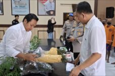 Polisi menunjukkan barang bukti ganja kering dan pohon ganja sitaan dari pelaku budidaya ganja Krisik (Novianto, tagarjatim.id)
