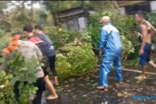 Hujan Es dan Puting Beliung Porak-Porandakan Atap Bangunan dan Tumbangkan Pohon di Lamongan