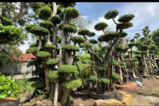 Desa Wanar Siap Jadi Pusat Industri Tanaman Nasional, Dukung Program Ekonomi Hijau Presiden Prabowo