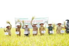 1.700 Hektar Sawah di Kembangbahu Siap Panen MT III