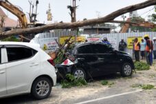Pohon Timpa Mobil dan Motor, Imbas Proyek Revitalisasi Alun-alun Kota Sidoarjo 4 IMG 20251029 WA0049
