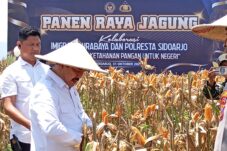 Kemenimipas Perkuat Dukungan Ketahanan Pangan Lewat Panen Raya Jagung di Sidoarjo 13 Kemenimipas Perkuat Dukungan Ketahanan Pangan Lewat Panen Raya Jagung di Sidoarjo