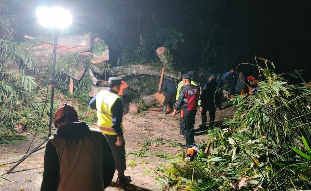 Pohon Tumbang Tutup Akses Jalan Raya Cangar, BPBD Lakukan Evakuasi