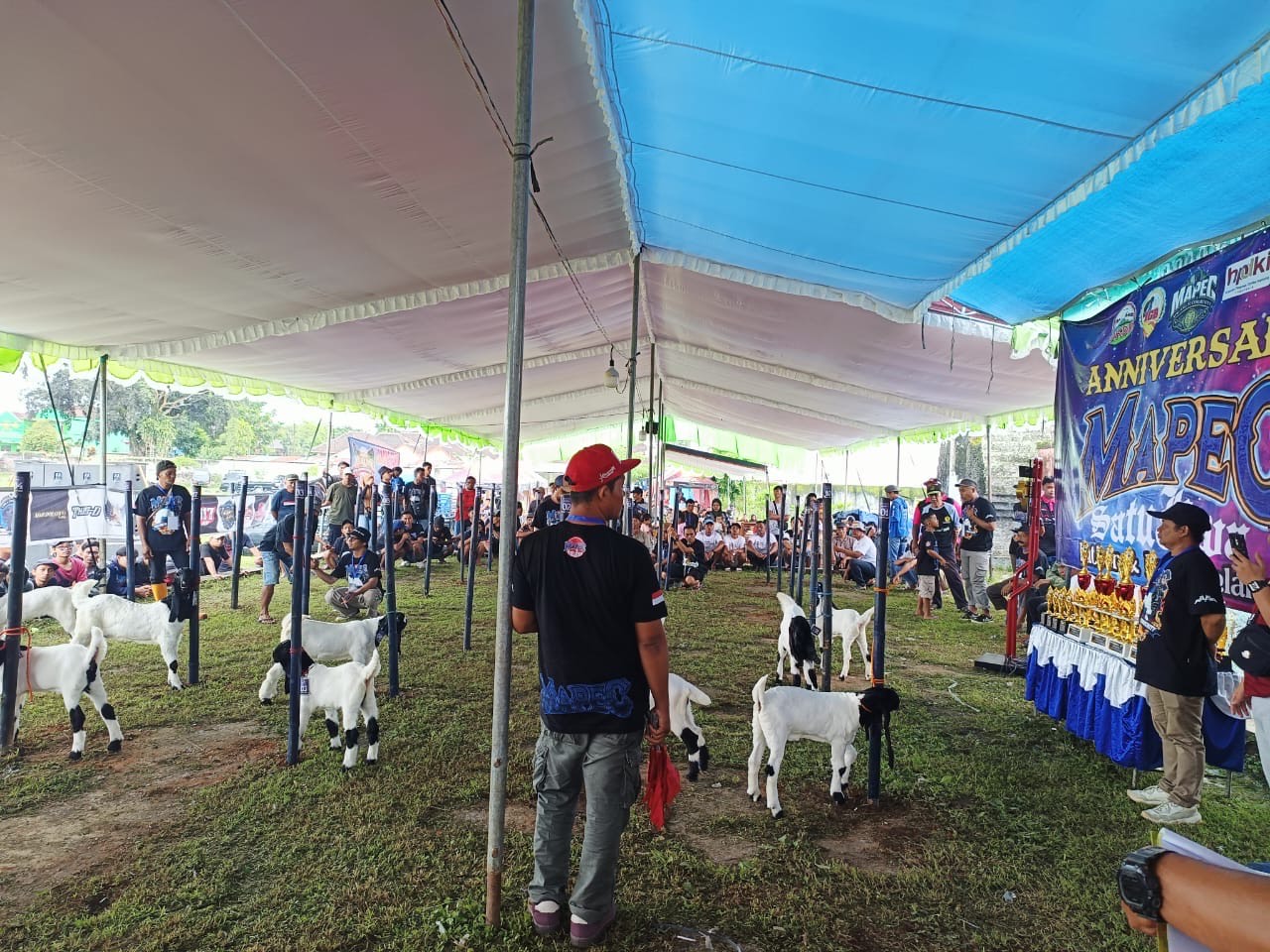 Harga Tembus Puluhan Juta, MAPEC Dorong Peternak Kambing Peranakan Etawa Naik Kelas