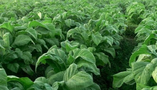 Pemkab Blitar Gandeng BRMP TAS Lakukan Uji Pupuk untuk Tembakau Varietas Unggulan Daerah 2 IMG 20251114 WA0032