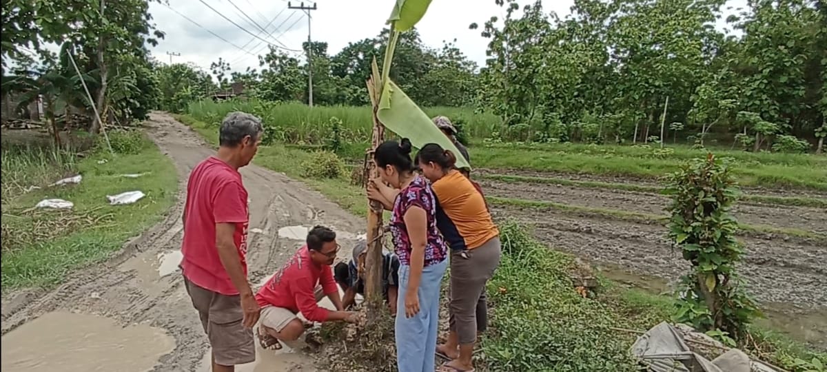 Protes Jalan Rusak, Warga di Ngawi Tanam Pohon Pisang di Tengah Jalan