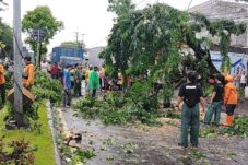 Hujan Disertai Angin Kencang Sebabkan Sebuah Pohon Tumbang dan Timpa 3 Mobil