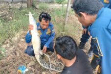 Warga Sembayat Gresik Gempar, Buaya Tiba Tiba Muncul di Aliran Bengawan Solo