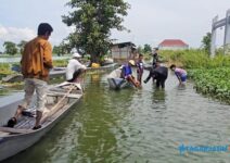 Sungai Bengawan Jero Dipenuhi Eceng Gondok, Transportasi Warga Kalitengah Lumpuh
