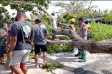 Pohon Tumbang Tutup Jalan Raya Kendalkemlagi Lamongan, Polisi dan Warga Lakukan Evakuasi