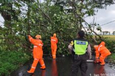 Dua Pohon Tumbang Tutup Jalan Raya Melaten Kepanjen 15 7417f619 9ac0 4245 9ace 68714ba39e5a