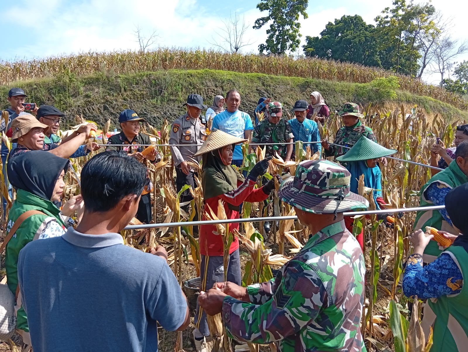 Kodim 0812 dan Petani Panen Raya di Ngimbang, Perkuat Ketahanan Pangan Lamongan