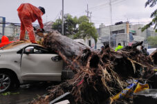 Hujan Disertai Angin Kencang, Pohon Tumbang Timpa Mobil di Jalan Mojopahit Sidoarjo 7 IMG 20260103 212731