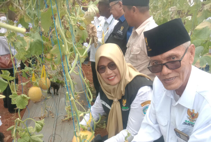 Panen Melon, BAZNAS Lamongan Dorong Kemandirian Mustahik