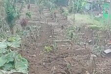 Sejumlah Makam di TPU Cembo Batu Dirusak, Video 4 Menit Viral di Medsos 15 Sejumlah Makam di TPU Cembo Batu Dirusak, Video 4 Menit Viral di Medsos