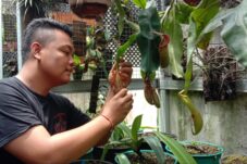 Melihat Pembudidaya Tanaman Karnivora di Malang, Tembus Hingga Pasar Internasional