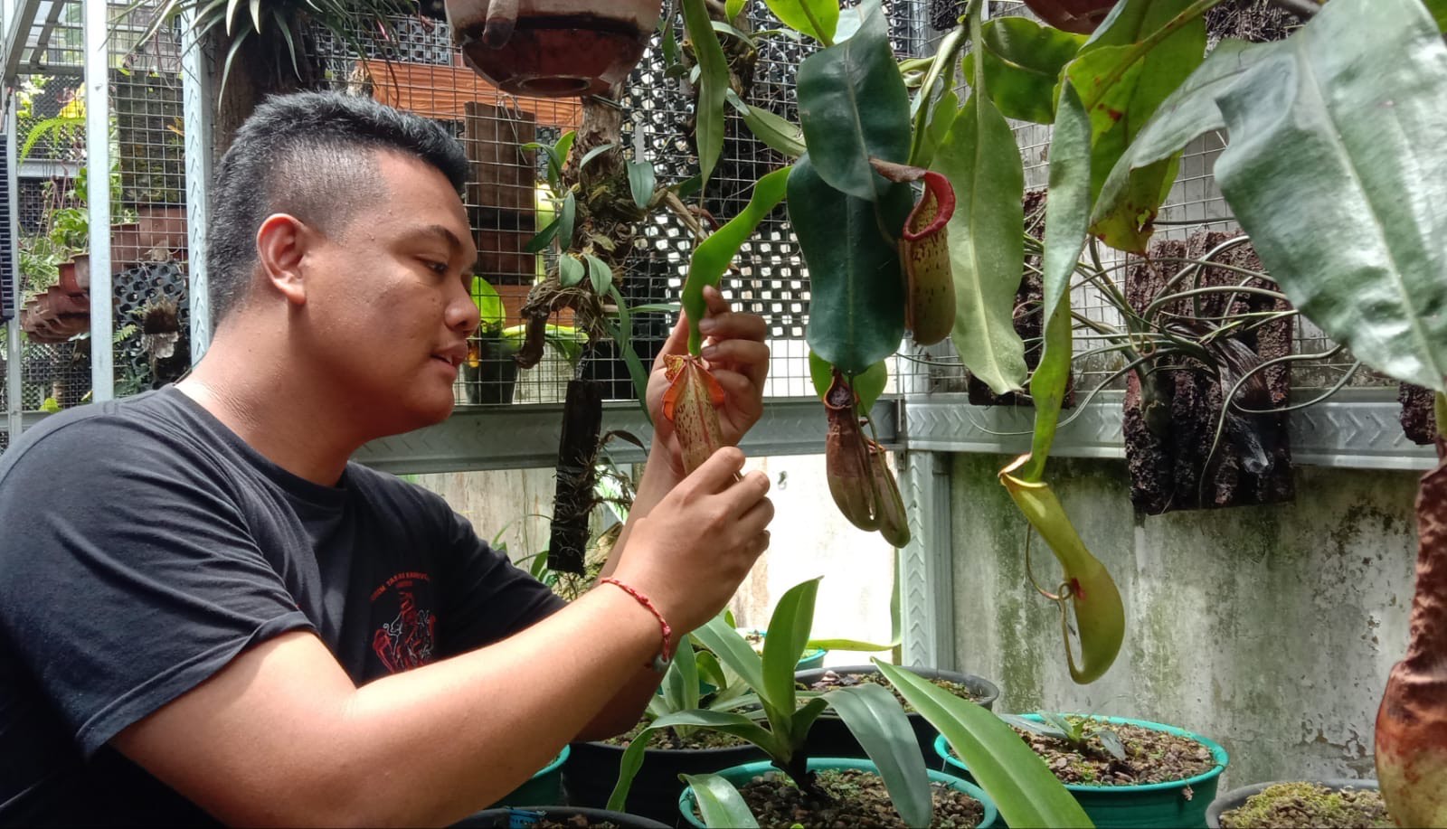 Melihat Pembudidaya Tanaman Karnivora di Malang, Tembus Hingga Pasar Internasional